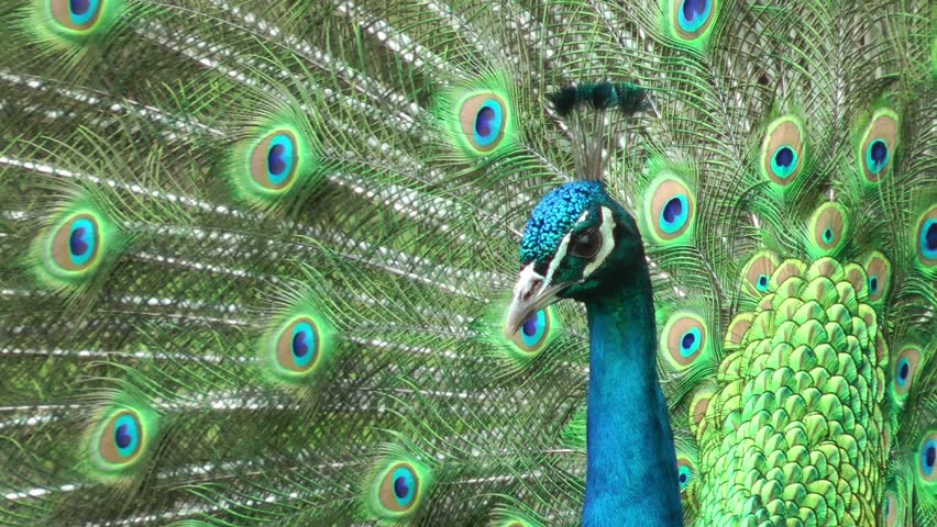 Beautifull peacock closeup