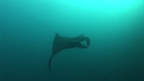 Manta ray diving Underwater Video Galapagos islands Pacific Ocean