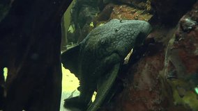 Ancistrus, species called the Bushymouth catfish