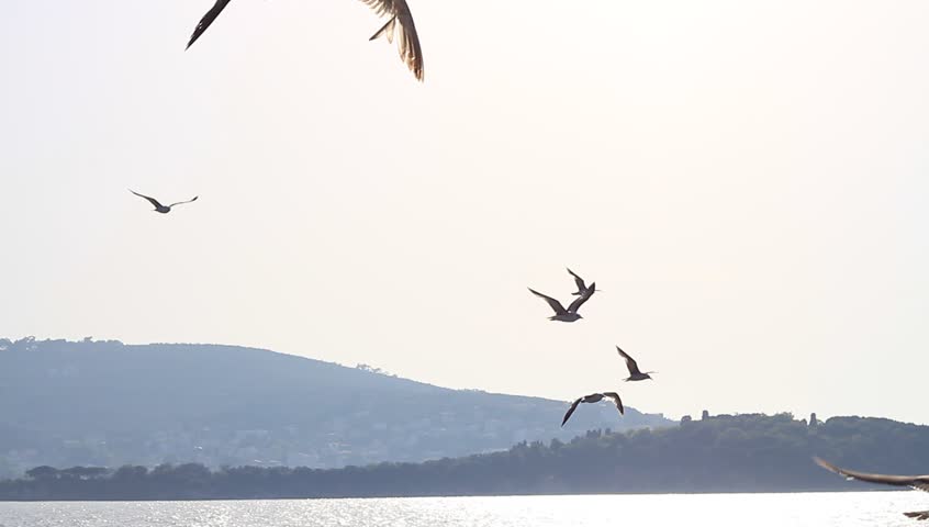 Seagulls flock the ship. Seabirds Heybeli Ada, Islands, Istanbul.
