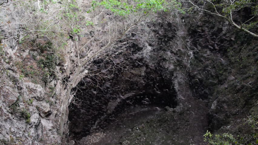 Zotz bat cave with millions of bats flying out of it near Xpujil, Mexico