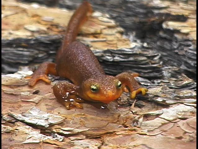 Newt walks on colorful tree bark
