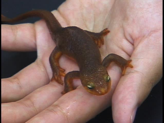 Cute Golden Newt in young woman