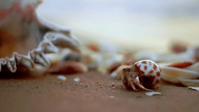 Live soldier-crab around big shell on the summer beach Full HD video