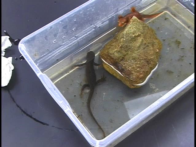 Golden Newt in water tank meets a dark-colored Newt