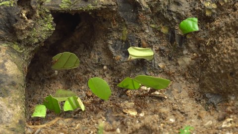 Slow motion of Leaf Cutter Ants (Atta sp.) carrying pieces of leaves into the nest entrance where they are used to grow a fungus on which the ants feed.