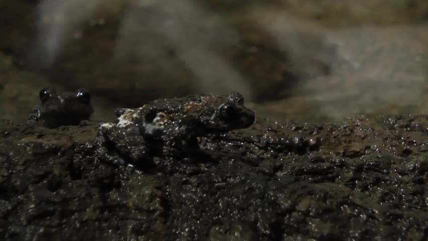 Chantaburi warted tree frog, Theloderma stellatum