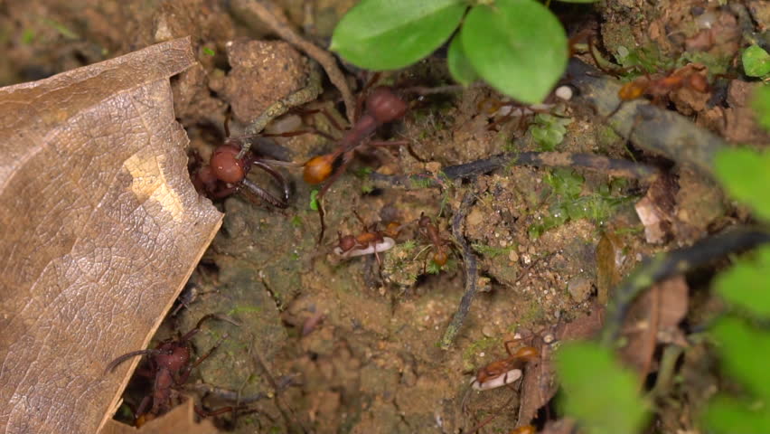 Slow motion of Army Ants (Eciton sp.) on a raid on the rainforest floor in the Ecuadorian Amazon. These ants predate on other ants and wasps and are carrying off their larvae. | Shutterstock HD Video #28440682