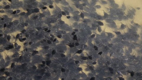 Tadpoles in Tapajos River, a tributary of the Amazonas River