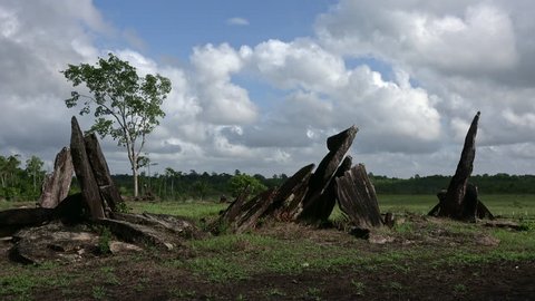 megaliths in the Brazilian Amazon "Rego Grande"  was built by prehistoric Amazonian populations, is a burial place, and its stones are steeply inclined, and aligned with the summer solstice