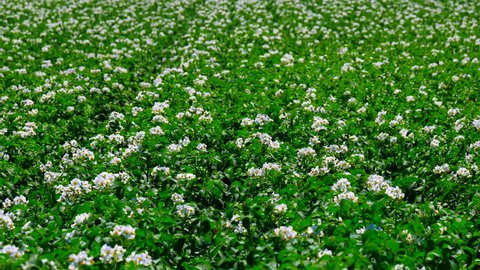 4K Footage. Green Field of Flowering Potatoes. Young Potatoes before Harvesting. Wide Up