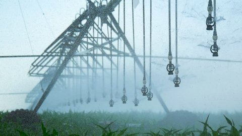 4K Footage.Watering the Cornfield with a Sprinkler. Automatic Watering System. Irrigation of Plants during the Drought Period
