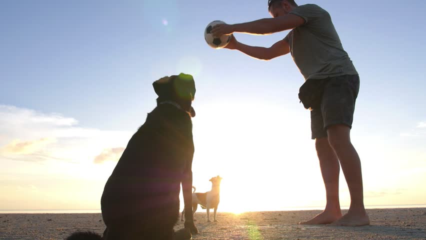 Happy Man Playing with His Pet Dogs on Beach At Sunset. Slow Motion. HD, 1920x1080. 