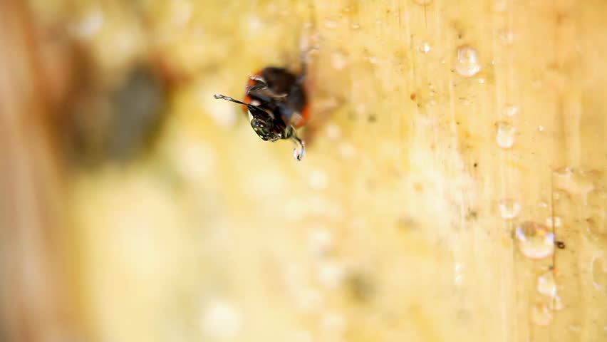 Ladybug stuck in sap