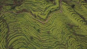 Aerial view of Canola Terraced field at Huangling, China.