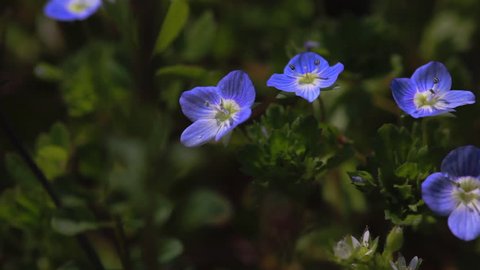 Small blue flower, Veronica persica