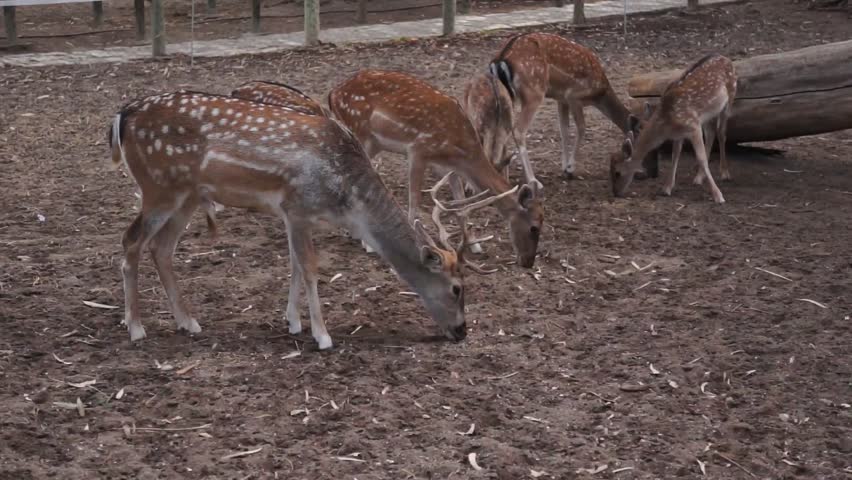 young-deer-with-impressive-horns-stock-footage-video-100-royalty-free