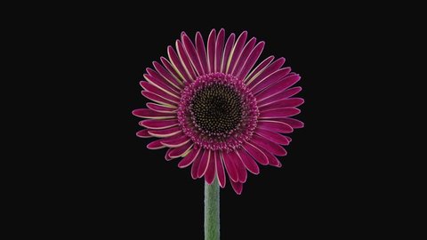 Time-lapse of growing and opening pink gerbera flower 4a3 in RGB + ALPHA matte format isolated on black background
