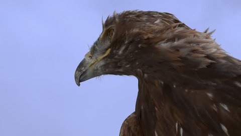 Golden eagle [Aquila chrysaetos] in the Austrian mountains
