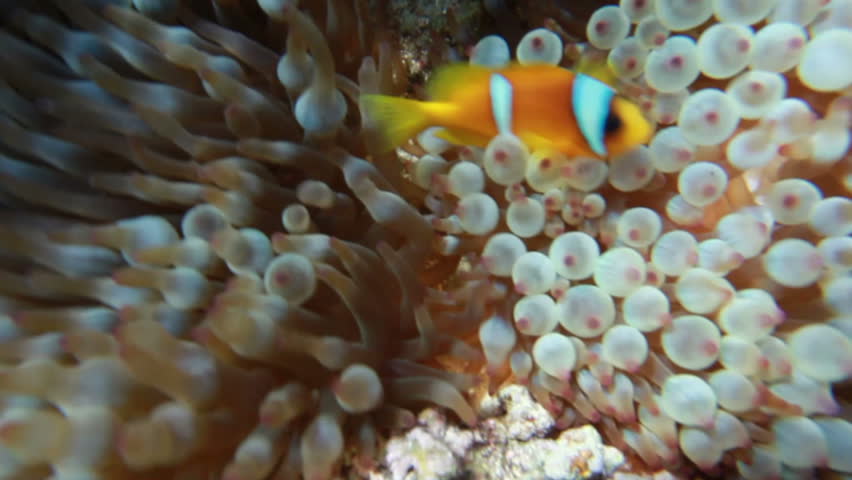 Clown Fish in front of their anemone home.