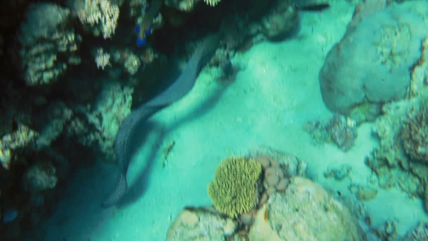 Giant moray eel going out for a hunt.
