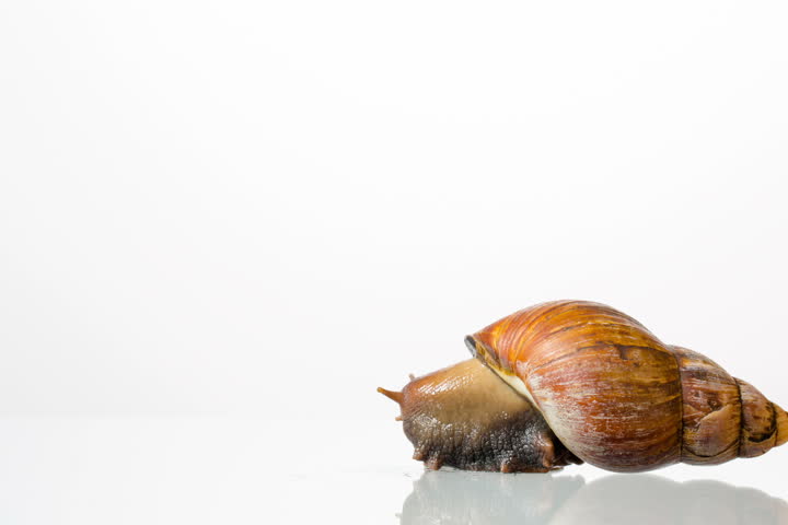 Snail in front of white background
