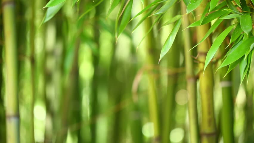 Bamboo forest background. Shallow DOF