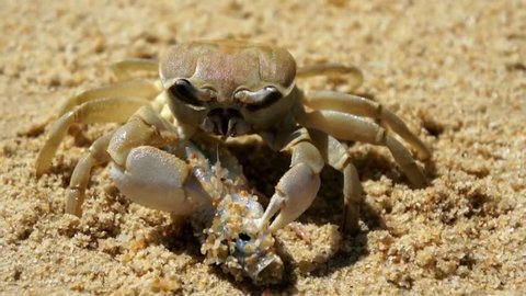 Large crab eats a fish on the beach