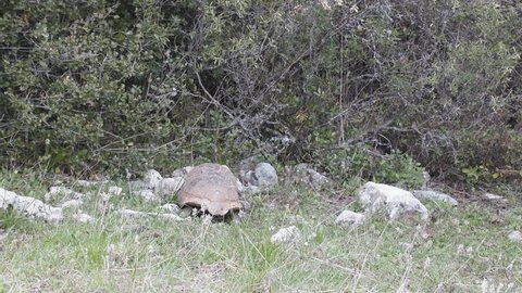 Male Mediterranean tortoises courting female. Male pushes her, hits shell before intercourse, affection. Sound of colliding turtles, mountains Taurus