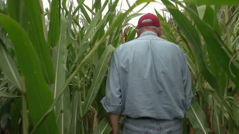 Corn farmer walking through his field away from camera, slow motion - Βίντεο στοκ