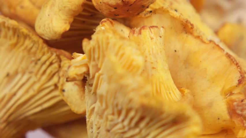 The first harvest of mushrooms in the Carpathians, chanterelles