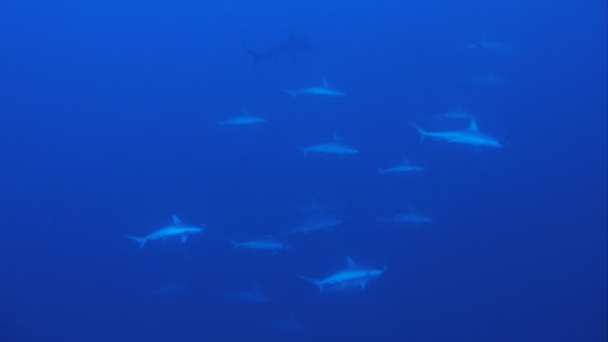 schooling scalloped hammerhead sharks in the red sea