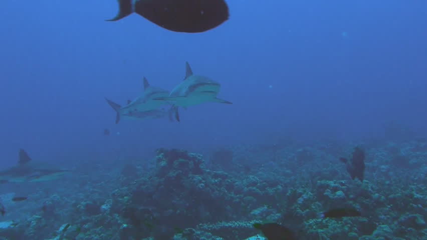 group of gray reef sharks, red sea