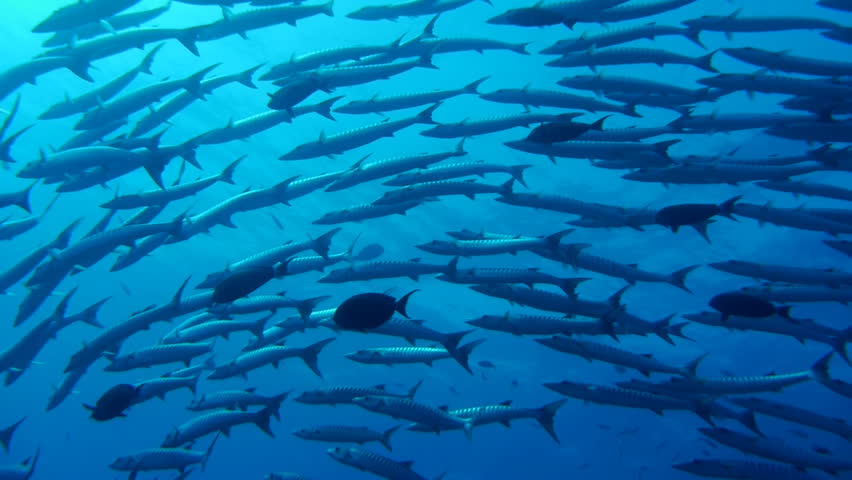 schooling chevron barracudas in the red sea
