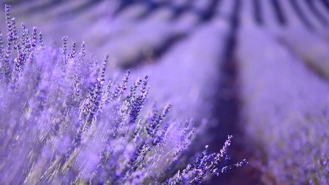 Lavender field in Provence, France. Blooming Violet fragrant lavender flowers Growing Lavender, harvest. 4K UHD video 3840x2160 
