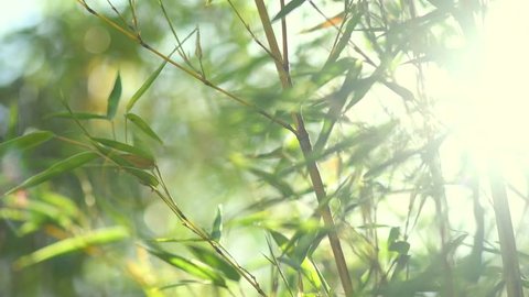 Bamboo. Bamboos Forest. Growing bamboo in Japanese garden swaying on wind. Garden design. Sun light. Slow motion 120 fps, 4K UHD video 3840x2160