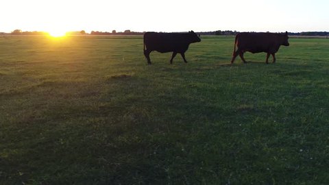 Low altitude aerial during sundown near Aberdeen Angus cattle drone moving to the right first showing two cows walking slowly to right then running away these cows are well known for beef production