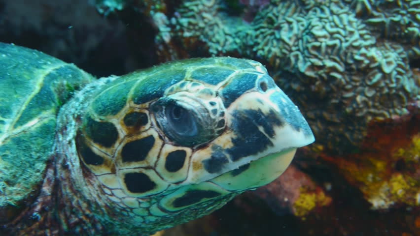 head of hawksbill turtle, red sea