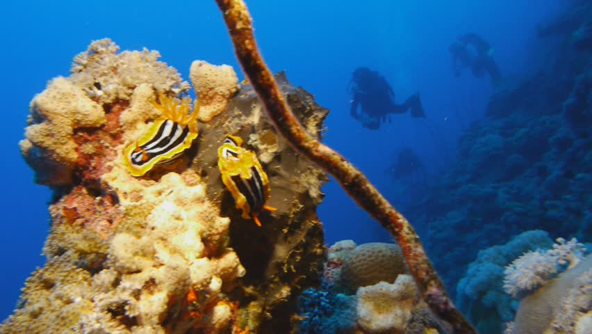 nudibranches on coral block, scuba divers in background