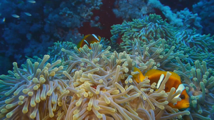 clown fish, anemone fish in anemone