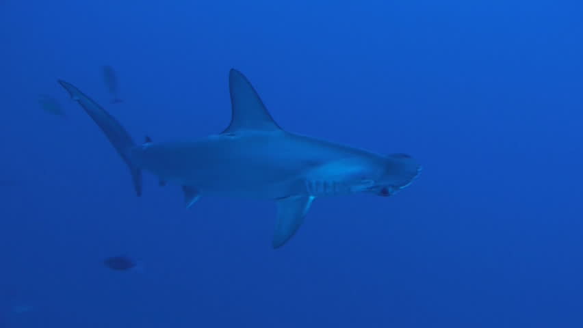 scalloped hammerhead shark, red sea