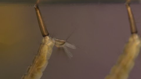 Mosquitoes flourishing in standing water Pupa larva