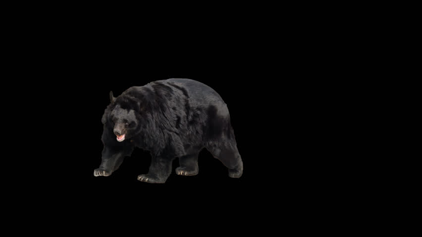 Asian black bear walking across the frame on black screen, real shot, isolated on alpha channel premultiplied with black and white luminance matte, perfect for digital composition, cinema, 3d mapping | Shutterstock HD Video #28480615