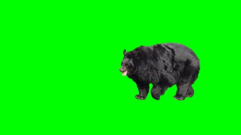 Asian black bear walking across the frame on green screen, real shot, isolated with chroma key, perfect for digital composition, cinema, 3d mapping