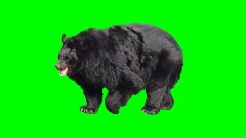 Asian black bear walking seamlessly looped on green screen, real shot, isolated with chroma key, perfect for digital composition, cinema, 3d mapping