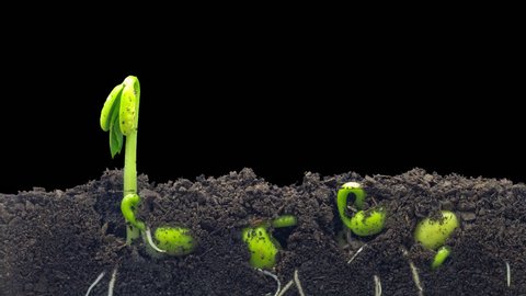 Macro Time lapse video of a bean seed growing from the ground in soil, underground and overground view with transparent background with alpha/Wheat plant growing from soil time lapse with alpha