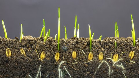 macro timelapse video of a grain seed growing from the ground in soil, underground and overground view/Wheat plant growing from soil time lapse 