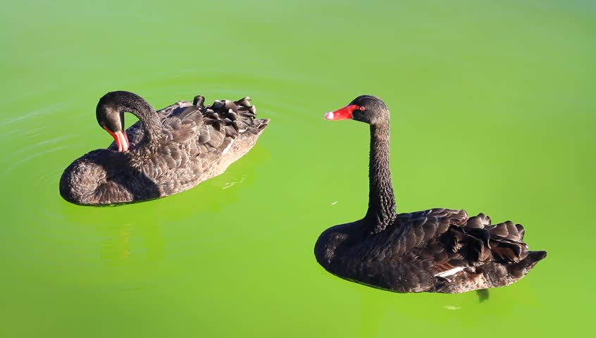 Couple of swan floating on green background