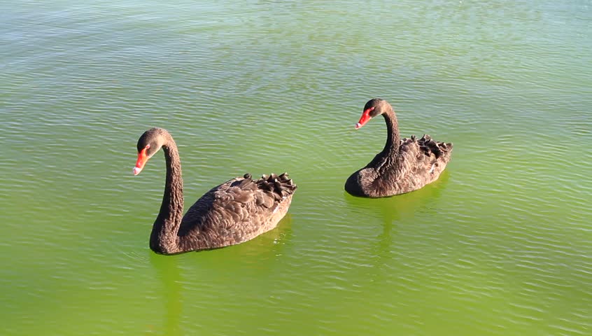 Black swans swimming in the pond
