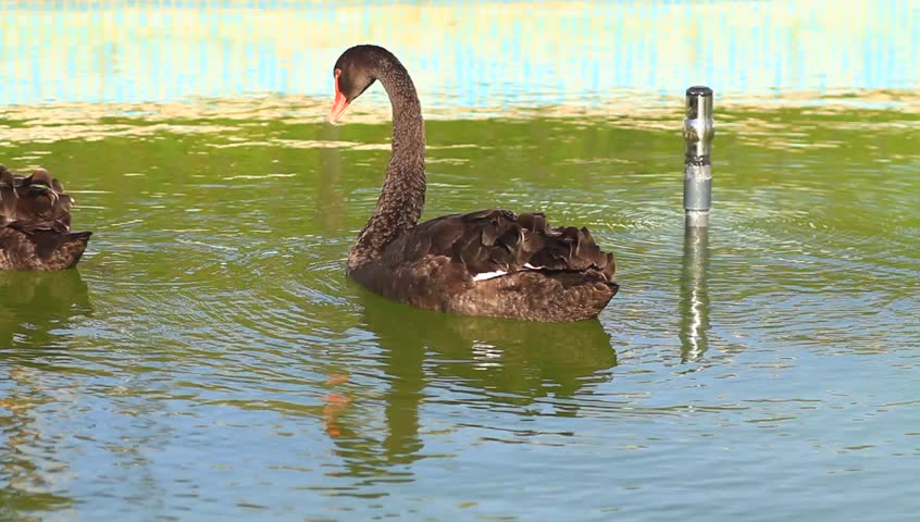 Black swans swimming in the pool
